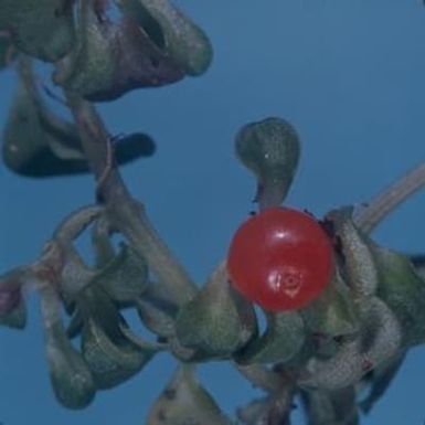 [Nertera granadensis close-up from Konahuanui Peak, United States]