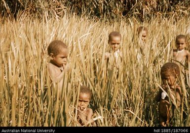 Children in Kunai grass