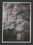 Pyroclastic flow from Mount Lamington volcano after passing Sangara Plantation, Papua New Guinea, 5 Mar 1951