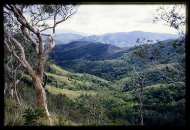 Vegetation mosaics