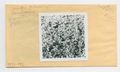 [Boerhavia in Hawaii, envelope IE31-195]