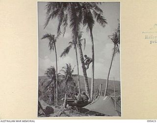 KIARIVU, NEW GUINEA, 1945-08-14. PRIVATE A.D. BENTLEY (1) AND PRIVATE R. CONNELL (2), MEMBERS OF C COMPANY, 2/7 INFANTRY BATTALION SITTING ON GUARD IN THEIR WEAPON PIT WHILE PRIVATE W.T. O'BRIEN ..