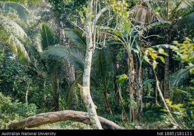 New Guinea / Solomon Islands
