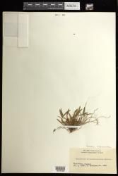 Dendrobium violaceominiatum