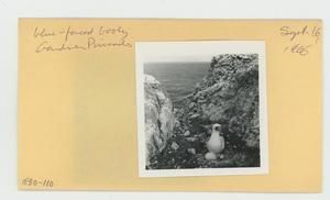 [Blue-faced booby in Hawaii, envelope IE30-110]