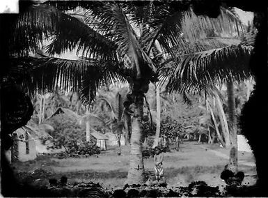 Gathering coconuts