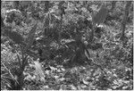 Gardening: woman wearing glasses sits amidst taro, papaya and other food plants