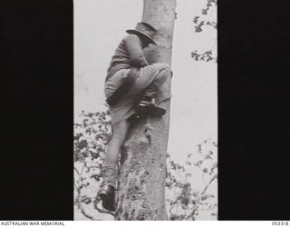 SOGERI VALLEY, NEW GUINEA. 1943-06-26. TX384 SERGEANT N. B. HAMMOND OF THE NEW GUINEA FORCE SCHOOL OF SIGNALS, DESCENDING TREE BY MEANS OF CLIMBING STIRRUPS