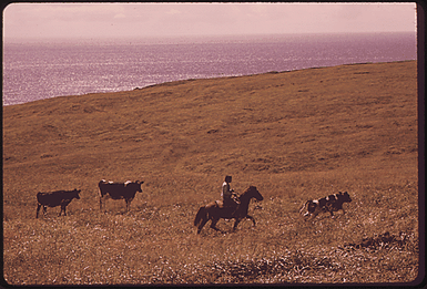 MOVING CATTLE IN THE RICH GRAZING LANDS OF THE AGRICULTURAL DISTRICT