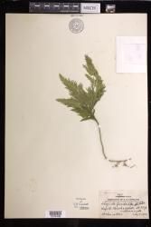 Selaginella firmula