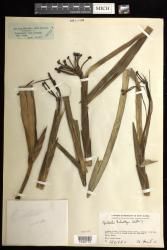 Epiblastus schultzei