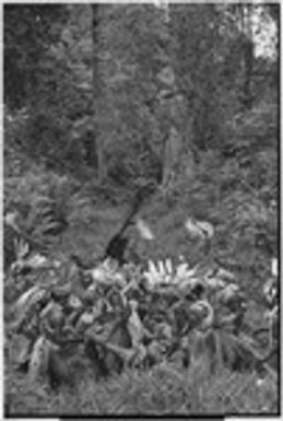 Pig festival, uprooting cordyline ritual, Tsembaga: taking uprooted plant to enemy boundary, decorated men pound drums, group in distance approaches