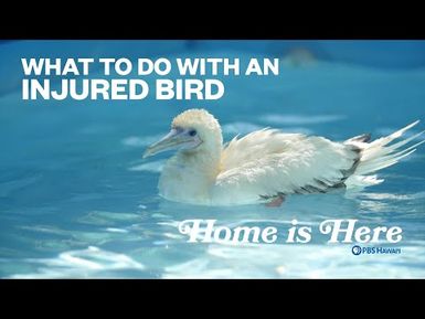 What To Do With An Injured Bird | PBS HAWAIʻI