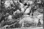 Pig festival, pig sacrifice: people lead large pigs across a stream, bringing them to slaughter