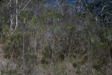 [Cordyline in Kauai County, United States]