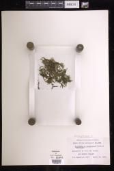 Didymoglossum mindorense