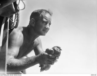 BOIKEN, NEW GUINEA. 1945-07-15. A SECOND CARRIER PIGEON CARRYING A MESSAGE THAT SICK PATIENTS OF 2/6 CAVALRY (COMMANDO) REGIMENT ARE BEING BROUGHT TO CAPE WOM BY LAUNCH IS RELEASED BY A MEMBER OF ..