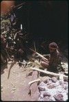 Pig festival, uprooting cordyline ritual, Tuguma: preparation of red pandanus, marsupial and other ritual foods in ancestral shrine