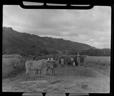 Yoked cattle and a sugar cane train, sugar plantation, Nadi, Fiji