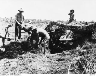 1943-01-08. BUNA. A 25 POUNDER BEING CAMOUFLAGED IN A GUN-PIT FROM WHERE IT CAN SHOOT AT ENEMY PILLBOXES OVER OPEN SIGHTS. AN OFFICER WATCHES FOR ANY MOVEMENT BY THE JAPANESE, SO THAT HE CAN SHOUT ..