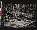 Men making sago, Mailu, Papua New Guinea, ca.1910-1920