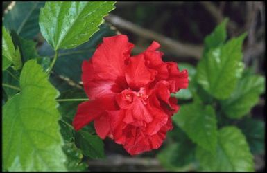 Bright red flower with green foliage