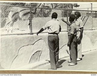 SYDNEY, NSW. 1944-01-26. AUSTRALIAN AND NEW GUINEA ADMINISTRATION UNIT NATIVES FEEDING THE GUANACO WHILE ON A VISIT TO THE TARONGA PARK ZOO DURING THEIR TOUR OF THE WAR FACTORIES IN THE ..