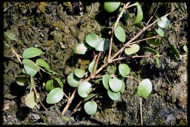 Metrosideros foliage