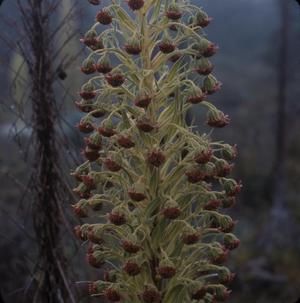 [Argyroxiphium kauense stalk close-up in Kahuku, United States]