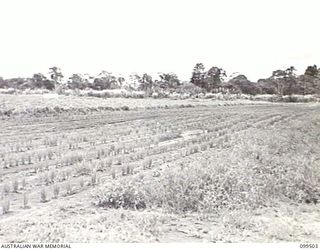 LAE, NEW GUINEA, 1945-12-24. ESCHALOTS, PLANTED IN LATE NOVEMBER, AT 4 INDEPENDENT FARM COMPANY