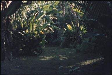 Entrance to Tolai garden on way to 'Queen Emma's' graveyard : Rabaul, New Britain, Papua New Guinea, 1971 / Terence and Margaret Spencer