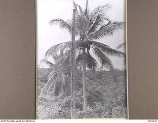 PORT MORESBY - THE "QUICK AND THE DEAD" COCOANUT PALMS AND WILD BUSH. (NEGATIVE BY N. TRACY)