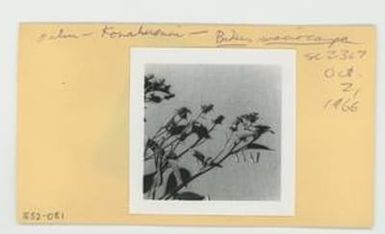 [Bidens macrocarpa in Hawaii, envelope IE32-081]