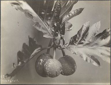 Bread fruit. From the album: Photographs of Apia, Samoa