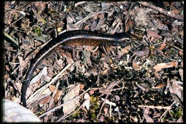 Skink sp.