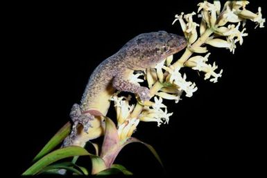 Gecko sp.