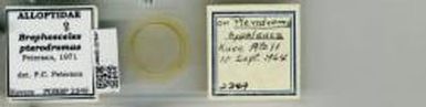 pterodromae