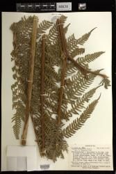 Pteris tripartita