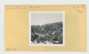 [Fairy Terns on scaevola in Hawaii, envelope IE30-164]