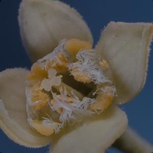 [Santalum ellipticum var. littorale cross-section from Makapu'u, United States]