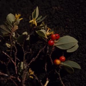 [Wikstroemia close-up at Saddle Road, United States]