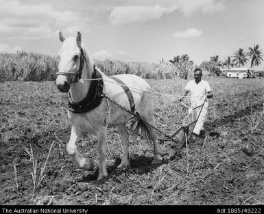 Cane cultivation