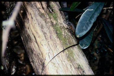 Skink on tree trunk