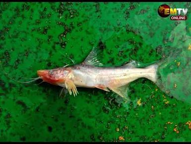 OTML REDISCOVERS FISH SPECIES