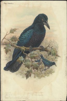 Manucodia comrii Sclater, Curl-crested manucode, original by John Gould [William Matthew Hart]