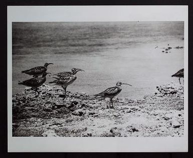 Numemus Tahitiensis (Bristle-thighed curlew), 1964, 1966-1967