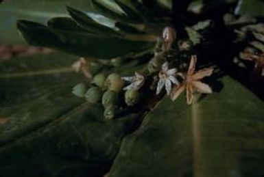 [Scaevola sericea close-up in Safotu, Samoa]