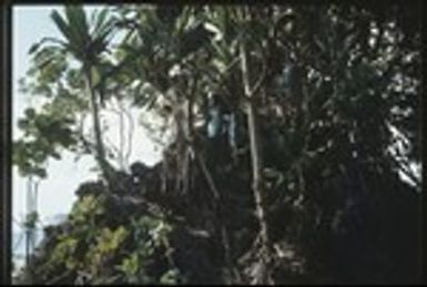 Frances Harwood and others in forest on edge of a cliff