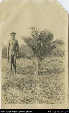 Coconut tree, 18 months old, Bautama, Bootless Inlet