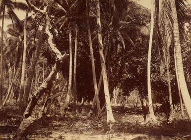 Bush Pleasant Island. From the album: Views in the Pacific Islands